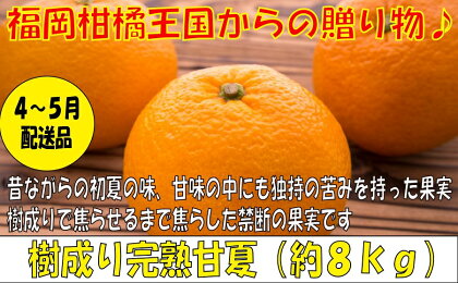 【予約受付・期間限定商品】福岡柑橘王国・樹成り完熟甘夏(2022年4月〜5月配送予定)あまなつ みかんフルーツ 旬 季節 果物 A541.