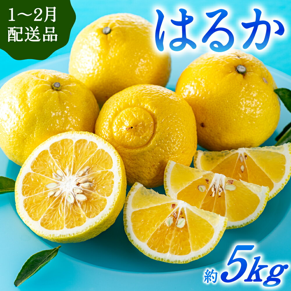 福岡柑橘王国・はるか/約5kg(2026年1月末〜2月末発送予定)柑橘 みかん 旬 フルーツ