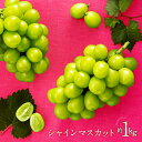 【ふるさと納税】【数量限定】九州・福岡フルーツ王国より直送.シャインマスカット約1kg/2025年9月配送.AC126(4)