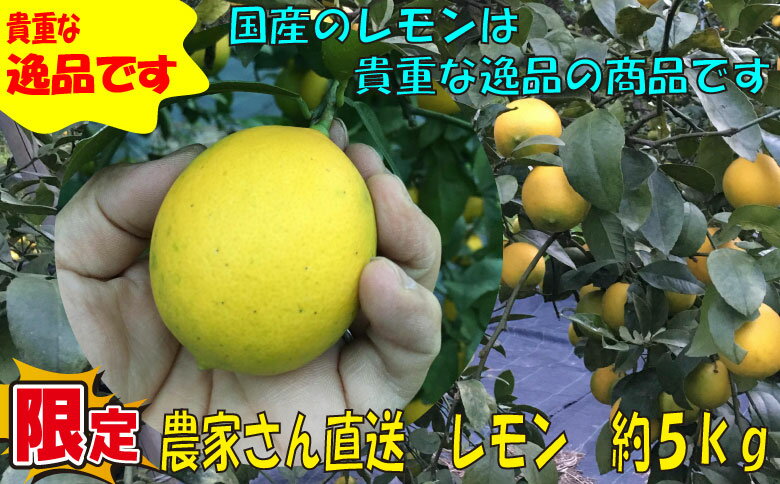 みかん・レモン・柑橘類 | ふるさと納税の返礼品一覧 (人気順)【2022年】 | ふるさと納税ガイド
