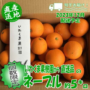 【ふるさと納税】【個数限定】いわくま果樹園から直送品のネーブル（約5kg）／2023年12月配送予定★予約分★.A853