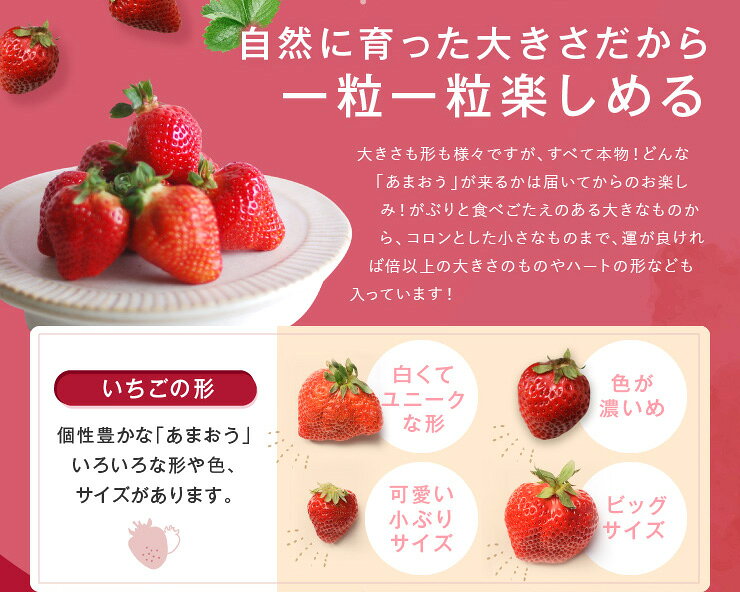 【ふるさと納税】人気1位獲得謝礼品★限定品★博多あまおう約500g～1，000g いちご 苺　福岡（先行受付／2027年2月以降発送） 高級 フルーツ【あまおう】 f403458-shingu-10000756 福岡県新宮町 サンプル画像3