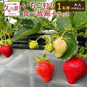 【ふるさと納税】いちご狩り 食べ放題チケット 60分 大人(中学生以上) 【1名様】 苺 イチゴ 高設栽培 体験 フルーツ狩り 果物狩り 利用券 チケット 九州 福岡 やすこうち農園 送料無料