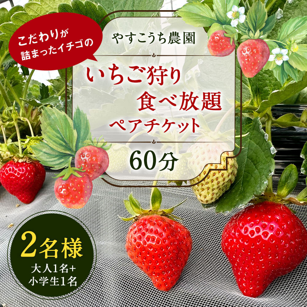 【ふるさと納税】いちご狩り 食べ放題ペアチケット 60分 大人1名+小学生1名 【2名様】 苺 イチゴ 高設栽培 体験 フルーツ狩り 果物狩り 利用券 チケット 九州 福岡 やすこうち農園 送料無料その2