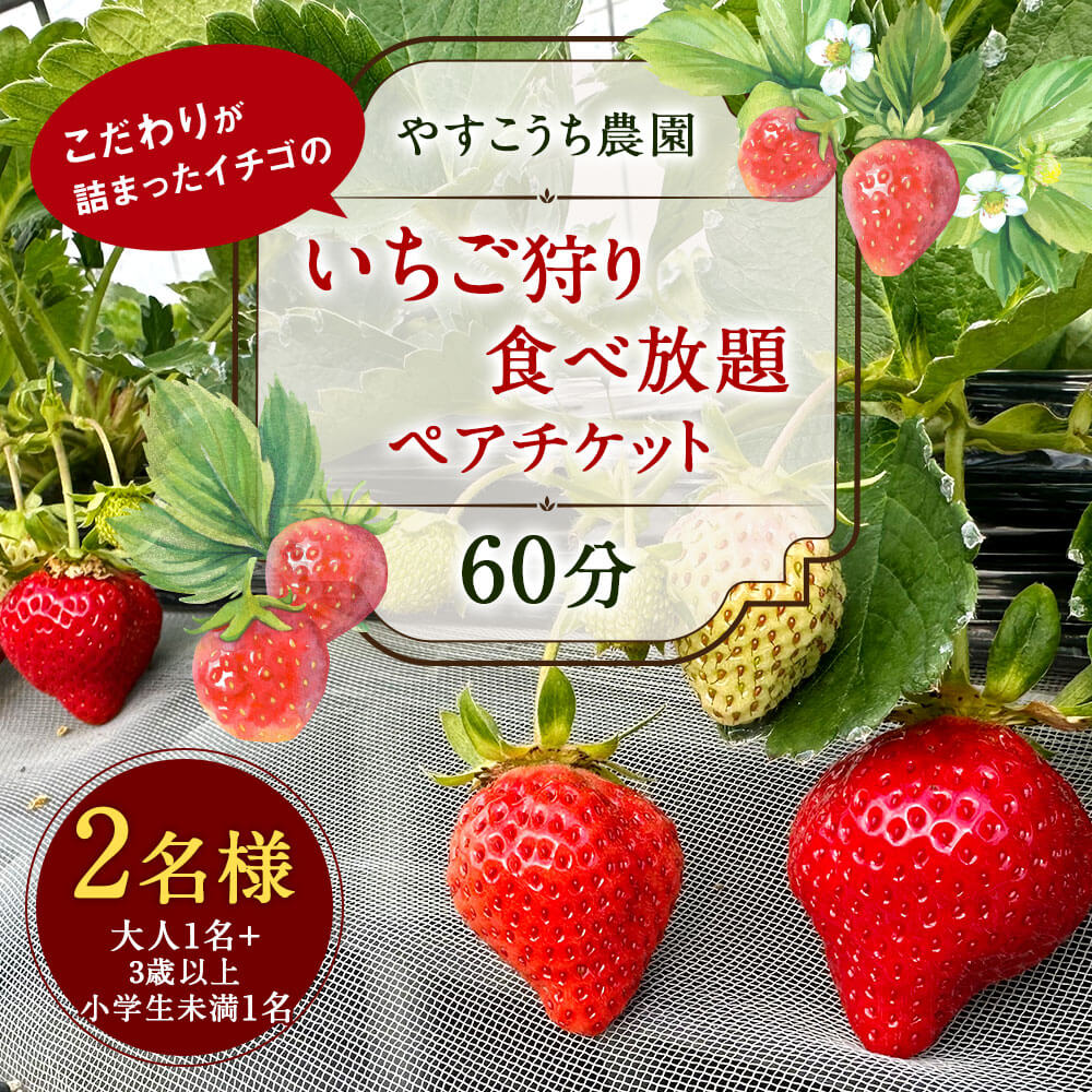 【ふるさと納税】いちご狩り 食べ放題ペアチケット 60分 大人1名+3歳以上小学生未満1名 【2名様】 苺 イチゴ 高設栽培 体験 フルーツ狩り 果物狩り 利用券 チケット 九州 福岡 やすこうち農園 送料無料その2