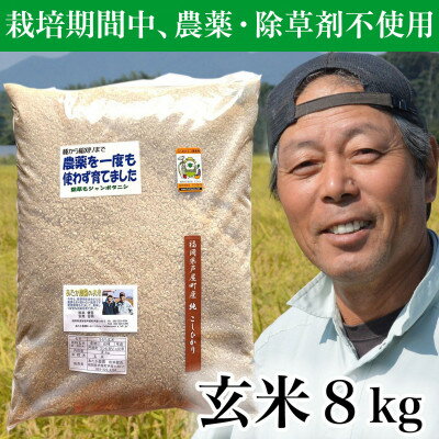 【令和5年産】玄米 農薬不使用(栽培期間中) 福岡県芦屋町産コシヒカリ8kg【1386257】