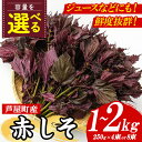 【ふるさと納税】≪容量選べる・2025年6月上旬より順次発送予定≫福岡県芦屋町特産 赤しそ(計1~2kg・250g×4束/8束) 紫蘇 シソ あかしそ 赤しそ 芦屋町産 しそジュース 葉 手作り 手づくり 野菜 やさい 生鮮品【朝ごはん本舗】