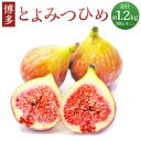 【ふるさと納税】 福岡県ブランド いちじく 博多とよみつひめ 合計 約1.2kg 約300g×4パック いちじく イチジク 無花果 果物 フルーツ お取り寄せ ...