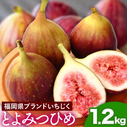 いちじく 福岡県産 ブランド いちじく とよみつひめ 約1.2kg (約300g×4パック) 【配送不可地域あり】【日付指定不可】 《令和6年8月中旬-9月末頃出荷(土日祝除く)》 福岡県 鞍手郡 小竹町 いちじく イチジク 果物 フルーツ 送料無料