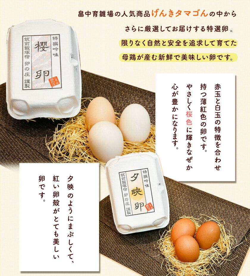 【ふるさと納税】特選卵とカステラの詰め合わせB《30日以内に出荷予定(土日祝除く)》福岡県 鞍手郡 小竹町 卵 カステラ かすてら 詰め合わせ 送料無料 有限会社畠中育雛場