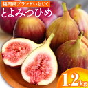 【ふるさと納税】いちじく 福岡県産 ブランド いちじく とよみつひめ 約1.2kg (約300g×4パック) 【配送不可地域あり】【日付指定不可】 《8月中旬-...