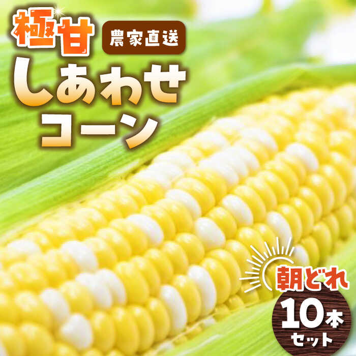 K's farm 朝採れスイートコーン しあわせコーン 10本 【2024年6月中旬～7月中旬発送予定】 ▼極甘 甘い 朝採 簡単調理 国産 福岡産 生トウモロコシ とうもろこし 2024 産地直送 新鮮 スイートコーン フルーツコーン 人気 桂川町/K's farm[ADAA001]