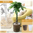 【ふるさと納税】【観葉植物】パキラ 7号 楽天ふるさと 納税 鉢付き 観葉植物 植物 発財樹 鉢付 インテリア 室内 オフィス リラックス マイナスイオン ナチュラル 自然 グリーン 緑 送料無料