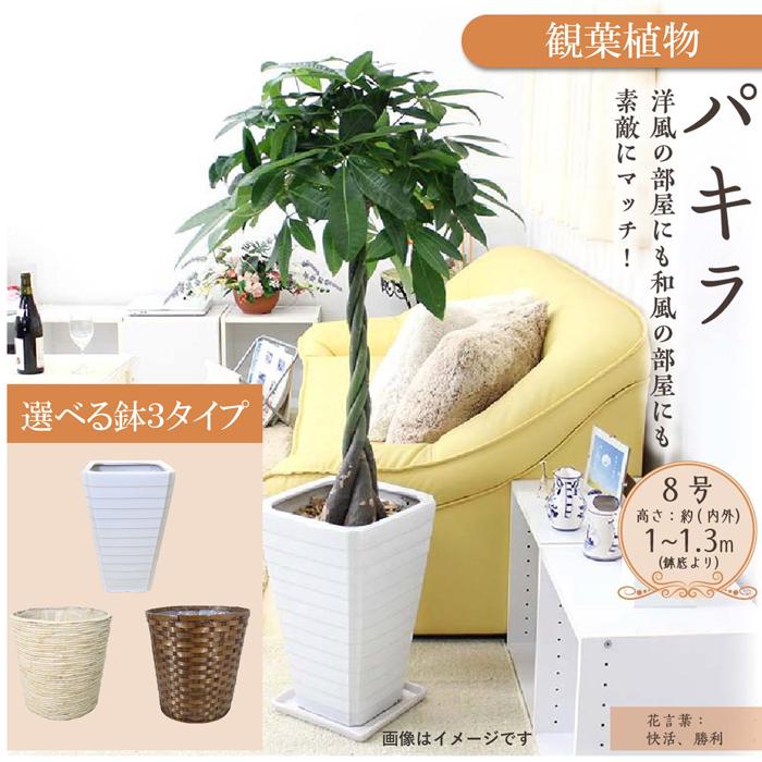 【ふるさと納税】【観葉植物】パキラ 8号 | 観葉植物 植物 鉢付 インテリア 室内 おしゃれ オフィス リラックス マイナスイオン 自然 緑 送料無料