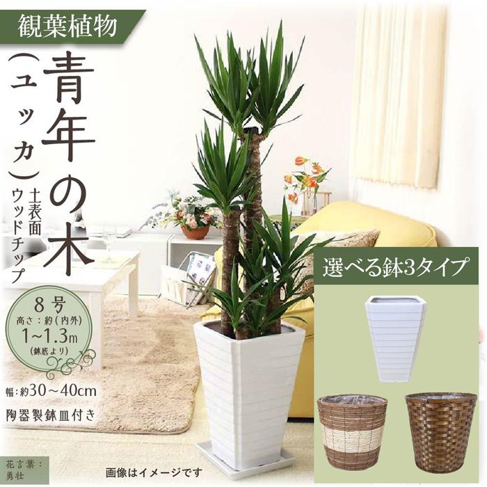 【ふるさと納税】【観葉植物】青年の木(ユッカ) 8号 | 観葉植物 植物 鉢付 インテリア 室内 おしゃれ オフィス リラックス マイナスイオン 自然 緑 送料無料