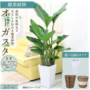 【ふるさと納税】\2025年4月以降発送/【観葉植物・選べる鉢3タイプ】オーガスタ 8号 | 楽天ふるさと納税 グリーン 緑 インテリア 室内 リラックス マイ...