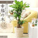 【ふるさと納税】\最短7〜14営業日以内発送/【観葉植物】幸福の木 7号 ホワイトバスケット鉢カバー | 楽天ふるさと 納税 観葉植物 植物 グリーン 緑 イン...