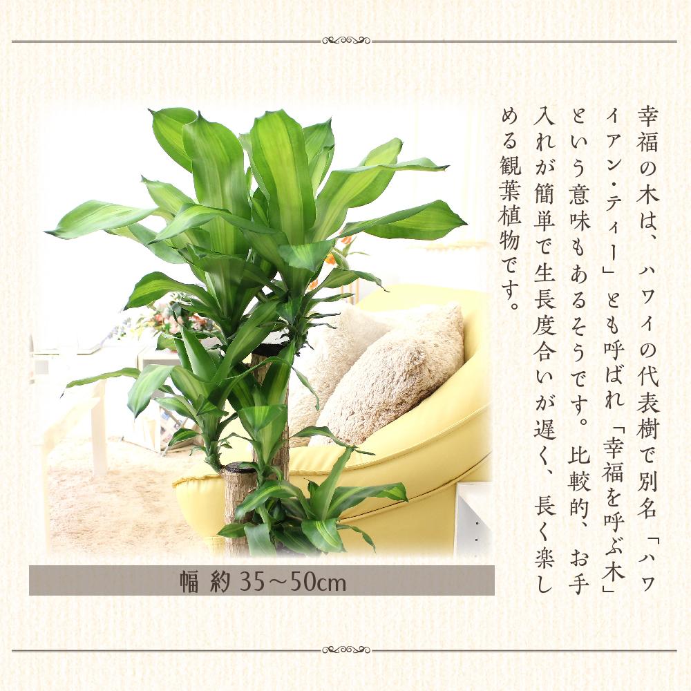 福岡県筑前町の画像2