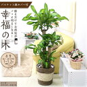 【ふるさと納税】\2025年4月以降発送/【観葉植物】幸福の木 8号 ストライプバスケット鉢 | 楽天ふるさと 納税 観葉植物 植物 グリーン 緑 インテリア ...