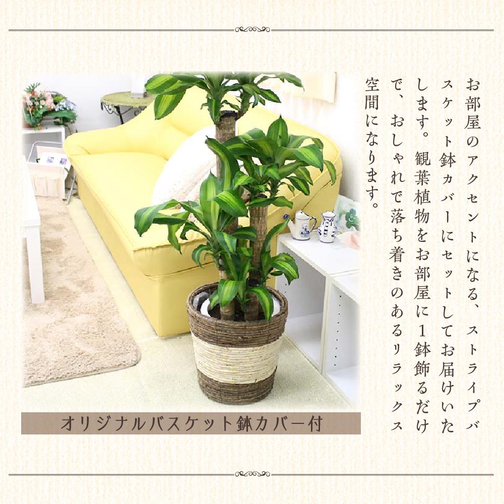 福岡県筑前町の画像3