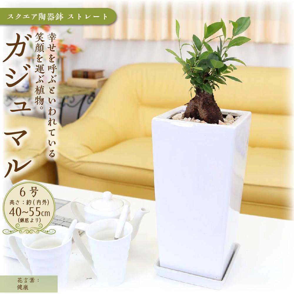 [観葉植物]幸せを見守る樹 ガジュマル 6号 スクエア陶器鉢 ストレート 高さ:約40cm〜55cm内外 |観葉植物 インテリア 部屋 おしゃれ 福岡県筑前町 送料無料 | 観葉植物 インテリア 室内 おしゃれ リラックス マイナスイオン 自然 緑 送料無料