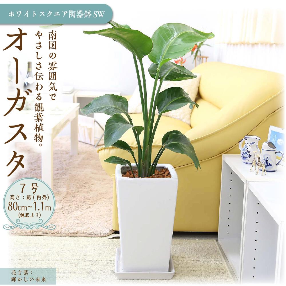 [観葉植物]オーガスタ 7号 ホワイトスクエア陶器鉢SW 土の表面:ウッドチップ |観葉植物 インテリア 部屋 おしゃれ 福岡県筑前町 送料無料 | 観葉植物 植物 鉢付 インテリア 室内 おしゃれ オフィス リラックス マイナスイオン 自然 緑 送料無料