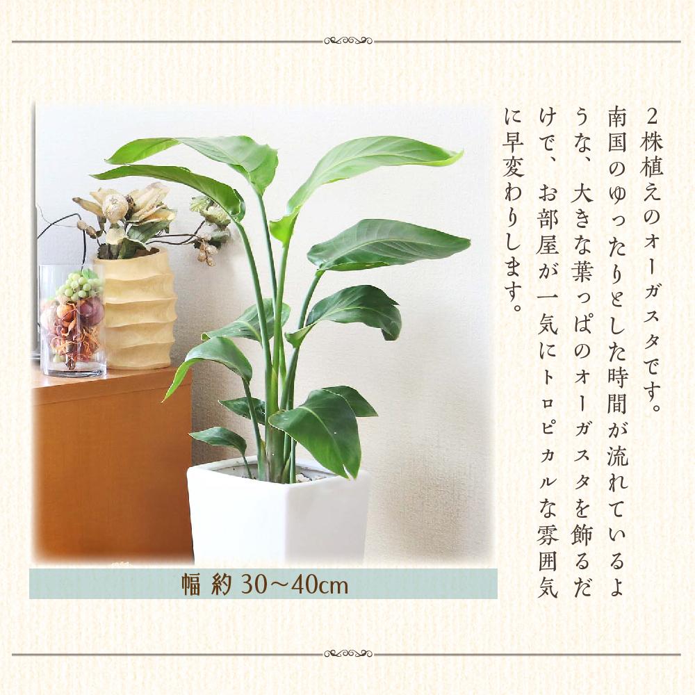 【ふるさと納税】【観葉植物】オーガスタ 7号 ホワイトスクエア陶器鉢SW 土の表面:ウッドチップ ｜観葉植物 インテリア 部屋 おしゃれ 福岡県筑前町 送料無料 | 観葉植物 植物 鉢付 インテリア 室内 おしゃれ オフィス リラックス マイナスイオン 自然 緑 送料無料