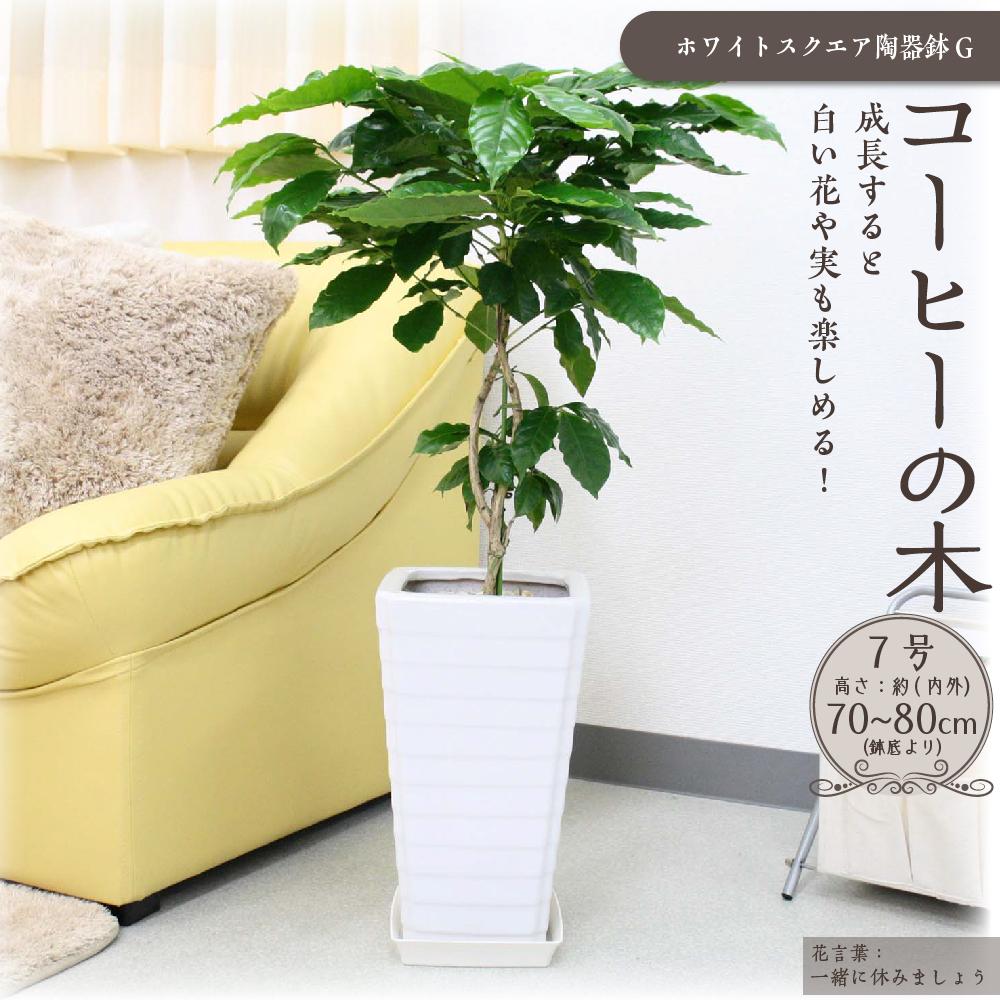 9位! 口コミ数「0件」評価「0」【観葉植物】コーヒーの木 7号 ホワイトスクエア陶器G 土の表面:ウッドチップ | 楽天ふるさと 納税 観葉植物 植物 グリーン 緑 インテ･･･ 