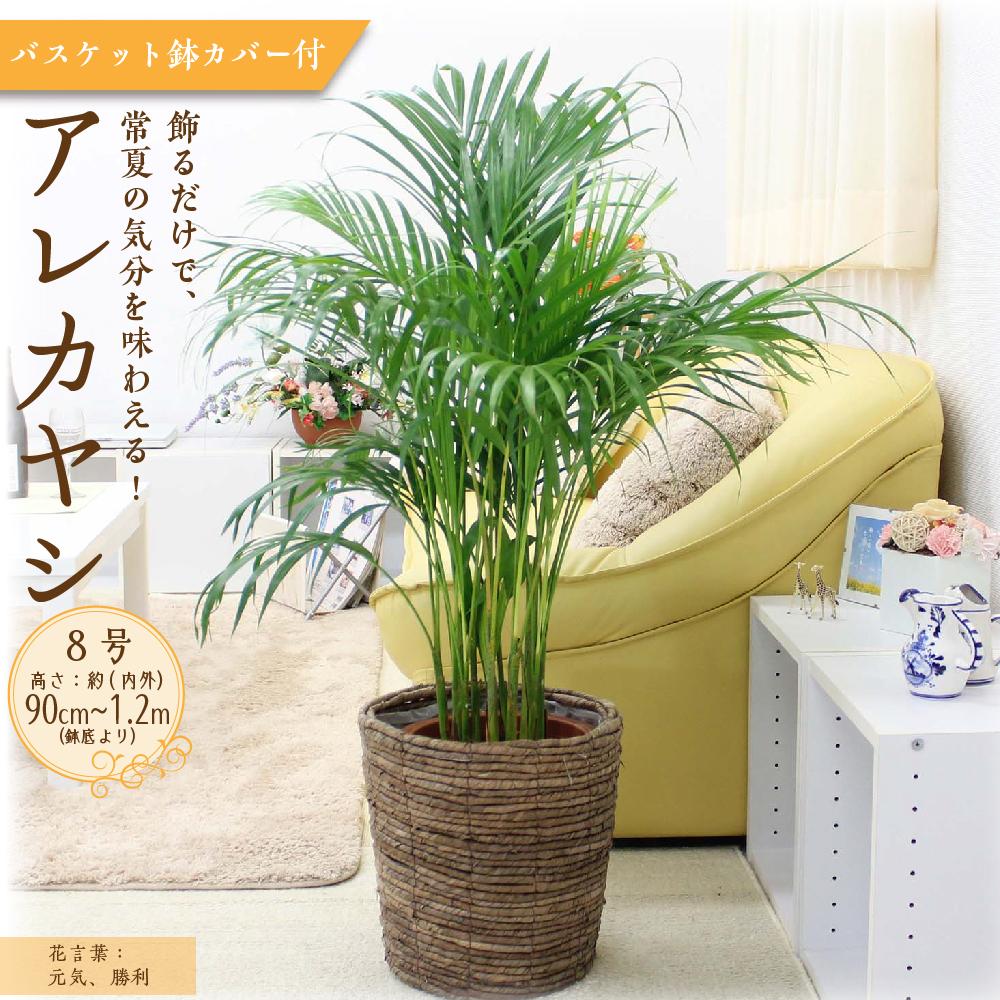 6位! 口コミ数「0件」評価「0」【観葉植物】アレカヤシ 8号 ブラウンバスケット鉢カバー 土の表面:ウッドチップ | 楽天ふるさと 納税 観葉植物 植物 グリーン 緑 イン･･･ 