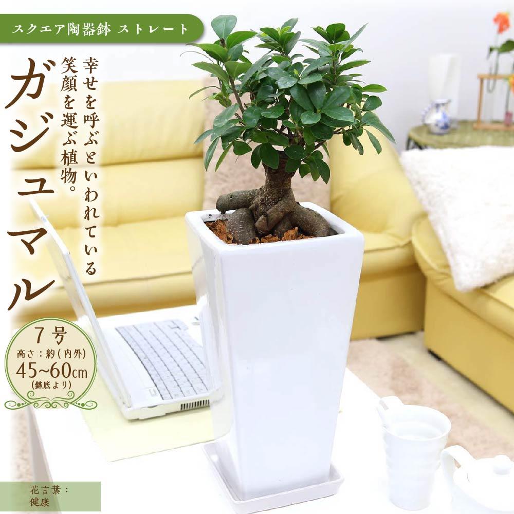 【ふるさと納税】【観葉植物】幸せを見守る樹 ガジュマル 7号 スクエア陶器鉢 ストレート 高さ:約45cm～60cm内外 ｜観葉植物 インテリア 部屋 おしゃれ 福岡県筑前町 送料無料 | 観葉植物 インテリア 室内 おしゃれ リラックス マイナスイオン 自然 緑 送料無料