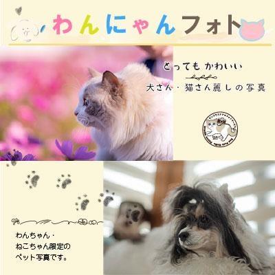 【ふるさと納税】わんにゃんフォト 60分 50...の紹介画像2