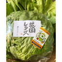 【ふるさと納税】畑直送 花園レタス 6個入り(2Lサイズ) | 野菜 やさい 食品 おすすめ 送料無料