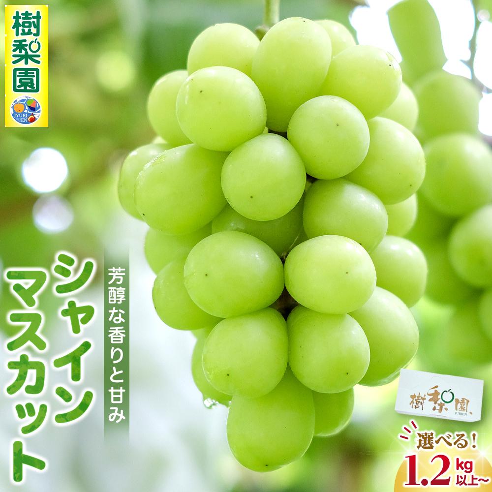 【ふるさと納税】シャインマスカット<筑前町産>【1.2kg~2kgまでの内容量が選択可能】 8月中旬頃から順次発送 | シャインマスカット マスカット ぶどう 葡萄 くだもの 贈答 おすすめ 期間限定 人気 数量限定 先行予約 送料無料