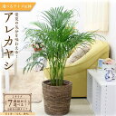 【ふるさと納税】\2025年4月中旬以降順次発送/【観葉植物】アレカヤシ(サイズ・鉢の種類選択可) | 楽天ふるさと 納税 観葉植物 植物 グリーン 緑 インテ...