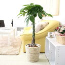 【ふるさと納税】【観葉植物】パキラ 7号 ホワイトバスケット鉢カバー 高さ:約80cm〜1m内外(鉢底より) |観葉植物 インテリア 部屋 おしゃれ 福岡県筑前...