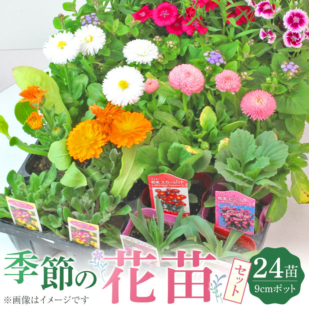 季節の花苗24苗セット | フラワー 植物 花 はな 花苗 プラント ギフト プレゼント 人気 おすすめ 送料無料