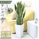 【ふるさと納税】\2025年4月以降発送/【観葉植物】サンスベリア (サイズ・鉢の種類選択可) | 楽天ふるさと納税 グリーン 緑 インテリア 室内 リラックス...