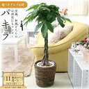 【ふるさと納税】\2025年4月以降発送/【観葉植物】パキラ (サイズ・鉢の種類選択可) | 楽天ふるさと納税 グリーン 緑 インテリア 室内 リラックス マイ...