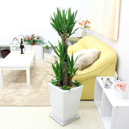 寒さにも強い!青年の木(ユッカ) 9号 アイビー寄せ植え ホワイト陶器鉢 ストレート【※北海道・沖縄・離島のお届け不可】