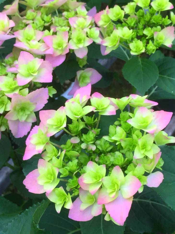 【ふるさと納税】福岡県育種開発のあじさい【筑紫恋風】鉢植え 5.5号鉢※離島地域への発送不可※2021年5月上旬〜5月下旬頃に順次発送予定