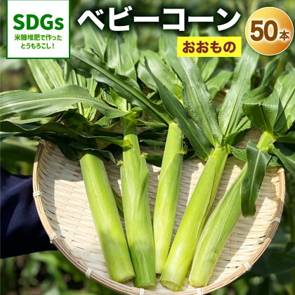 福岡県産 ベビーコーン 50本 とうもろこし ヤングコーン おおもの 夏 野菜 旬 糖度20度 プレミアムコーン 産地直送 送料無料 【2024年6月上旬より順次発送予定】