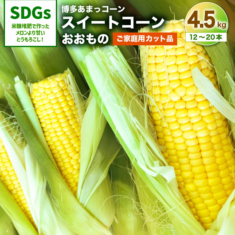 ご家庭用 カット品 福岡県産 スイートコーン 博多あまっコーン とうもろこし おおもの 12本〜20本 合計 4.5kg 夏 野菜 旬 糖度20度 プレミアムコーン 産地直送 送料無料 [2024年6月上旬より順次発送予定]