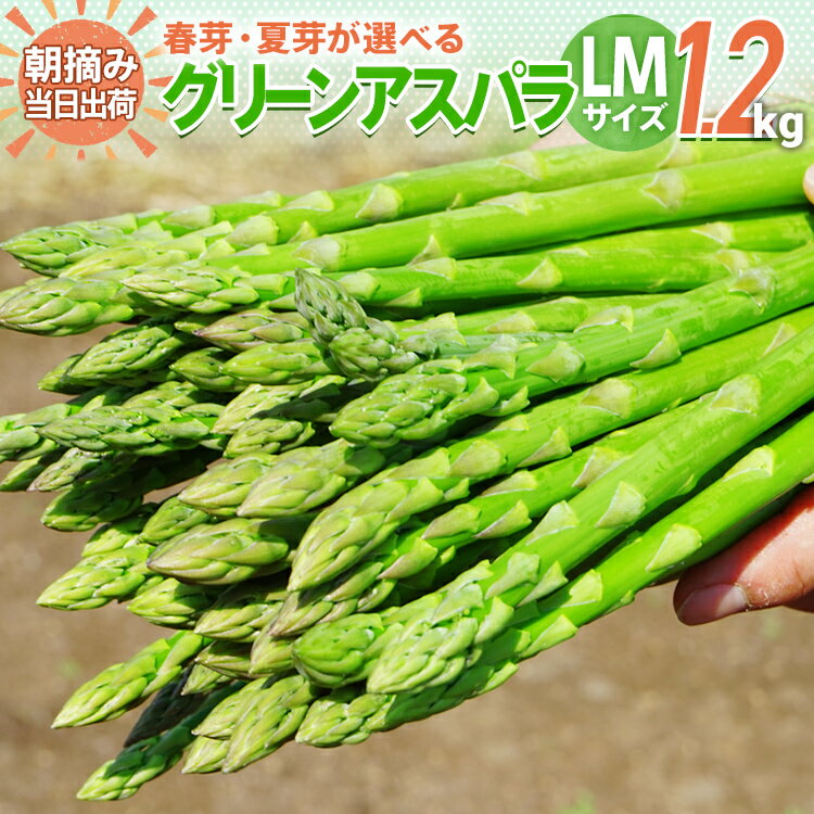 【ふるさと納税】配送時期が選べる 予約 数量限定 アスパラ LMサイズ 1.2kg 朝採り 直送 選べる 春芽 夏芽 グリーンアスパラガス 朝採れ BT03 BT07