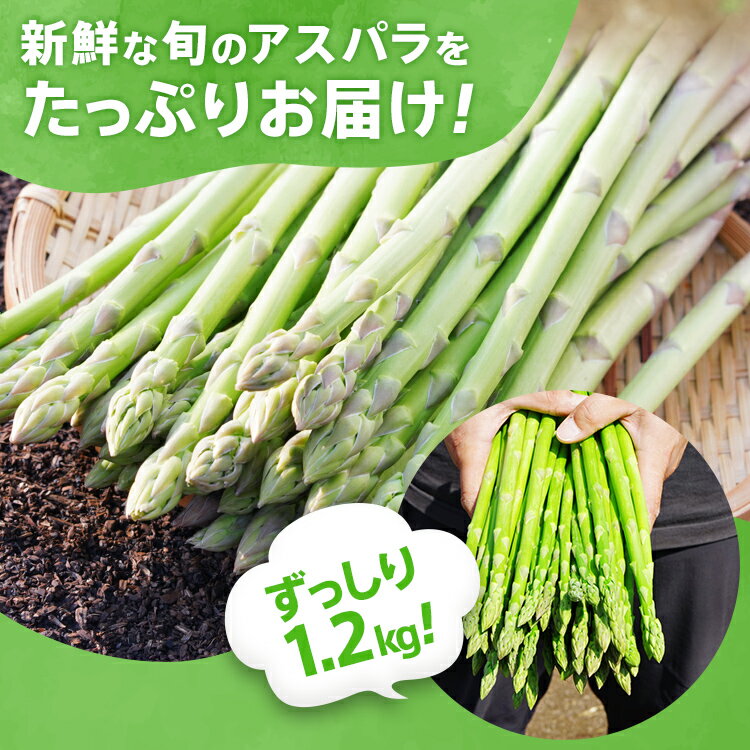 【ふるさと納税】配送時期が選べる 予約 数量限定 アスパラ LMサイズ 1.2kg 朝採り 直送 選べる 春芽 夏芽 グリーンアスパラガス 朝採れ BT03 BT07