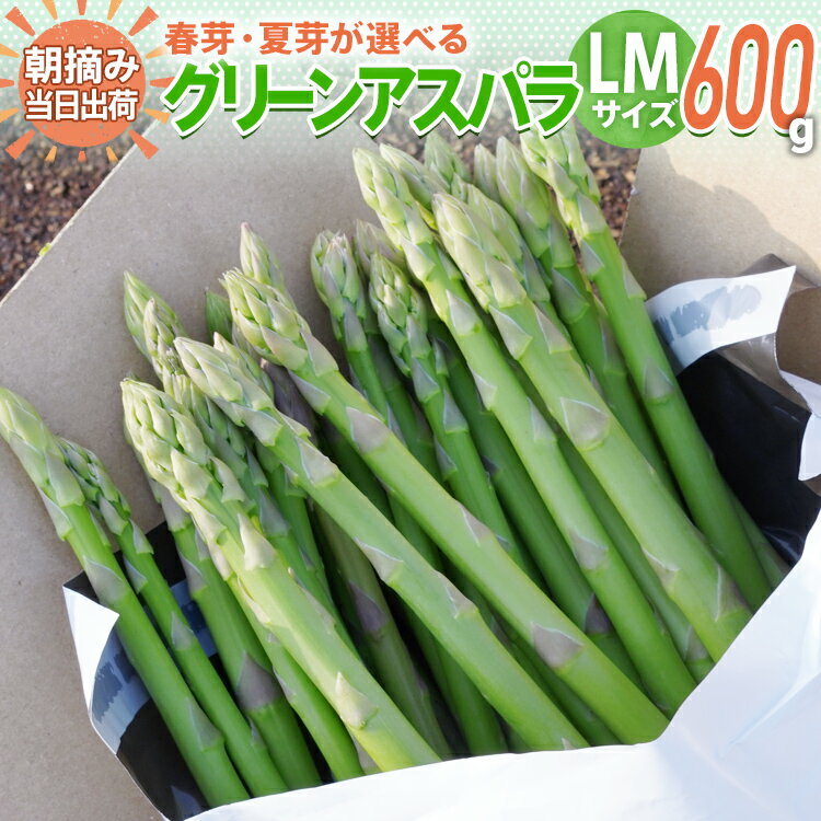 12位! 口コミ数「4件」評価「4.75」野菜 アスパラ 配送時期が選べる 予約 数量限定 LM サイズ 600g 朝採り 直送 選べる 春芽 夏芽 　夏野菜 グリーンアスパラガス ･･･ 