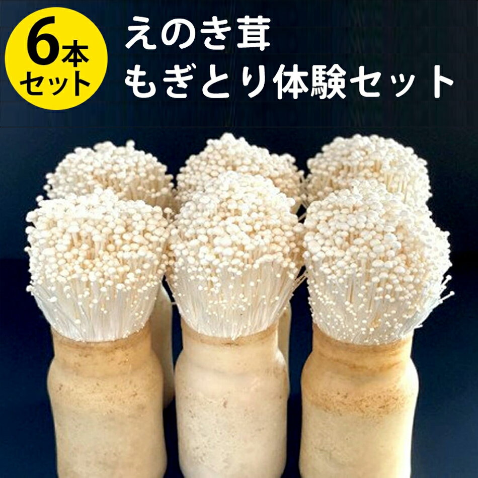 【ふるさと納税】きのこ えのき茸もぎとり体験セット ビン付えのき茸 6本 食育 研究 体験 自由研究 子供 こども 学習 教育 夏休み キッド 栽培 育てる お...