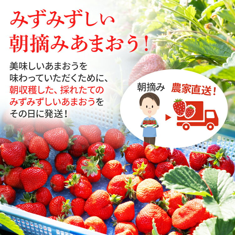 【ふるさと納税】ジャム用あまおう1kg or 2kg いちご イチゴ 苺 ジャム用 訳あり 福岡県 大木町 池上農園 BD-S0002 【2024年2月中旬から5月10日頃を目途に発送予定】 BD07 BD08