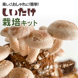 【ふるさと納税】しいたけ 九州産 椎茸 椎茸栽培 しいたけ栽培キット 九州産チップ おすすめ 福岡県 大木町 CD11