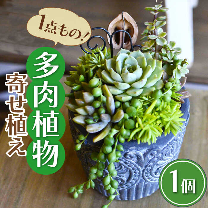 natur オリジナル 多肉 植物 寄植え 粘土 鉢 福岡 八女 広川 広川町 / plantsfunshopnatur[AFAT001]