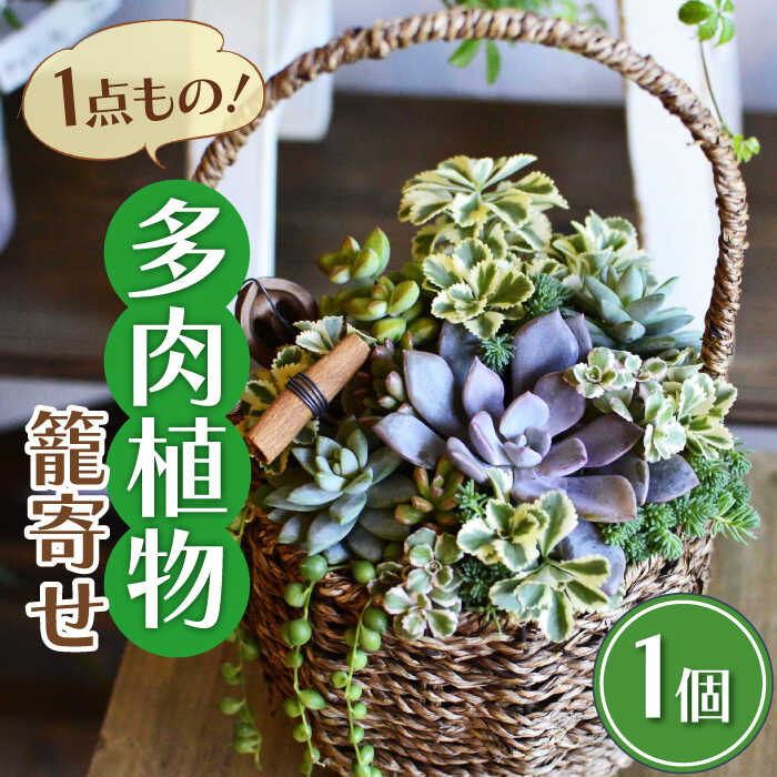 多肉 植物 籠寄せ カズラ かご 福岡 八女 プレゼント 母の日 広川町 / plantsfunshopnatur[AFAT002]